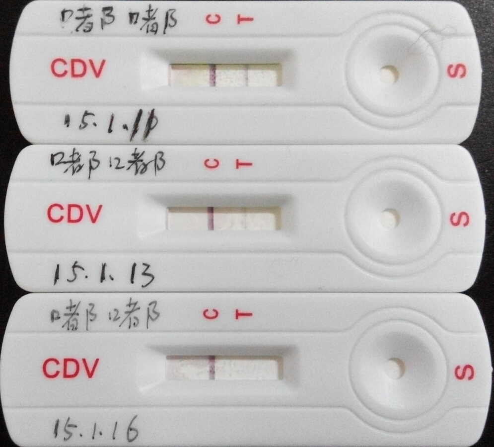 重症犬瘟的治疗1