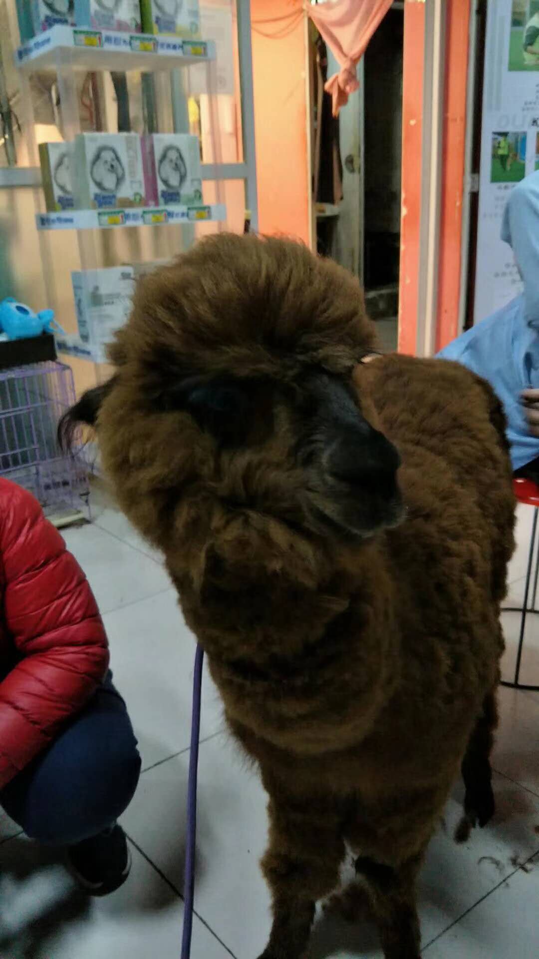 神兽羊驼美容